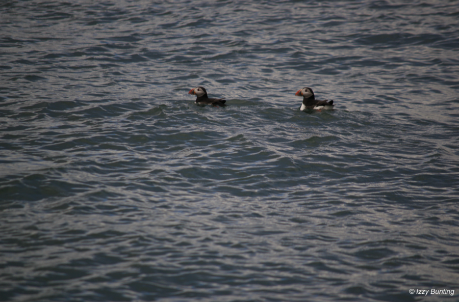 Puffins on the sea, Farne Islands